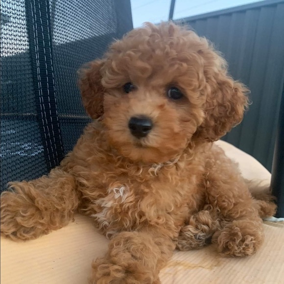 Meet your Posher, Anna - Picture 1 of 1